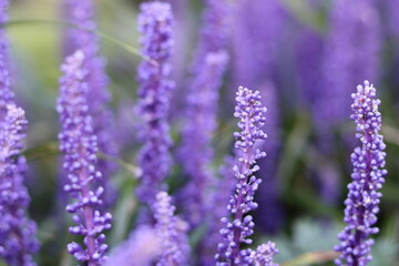 Obraz premium Lily turf or liriope muscari purple flower spikes
