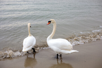 Obraz premium Two white swans standing and swimming at sandy beach shoreline, gentle sea waves washing over their feet creating calm coastal wildlife scene