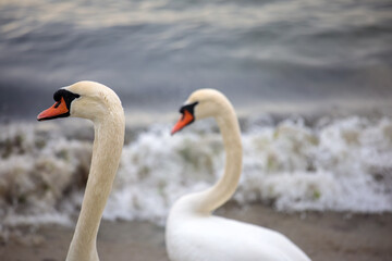 Two elegant white swans near shoreline with gentle sea waves forming soft coastal background in peaceful aquatic environment