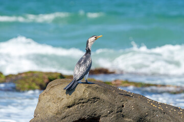 Juvenile Australian pied cormorant (Phalacrocorax varius) sitting on rock in New Zealand Beach in New South Wales Australia.