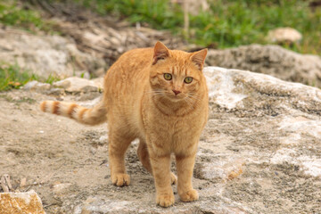 Ginger domestic cat standing on rocky ground outdoors in natural countryside landscape observing surroundings in soft daylight