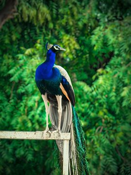 Pecock in a beautiful nature 