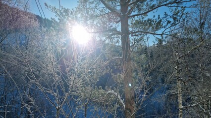 Sun shining through trees in winter landscape during daytime