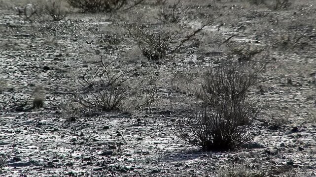 Arid Patagonian Terrain With Sparse Vegetation, Gaiman, Argentina