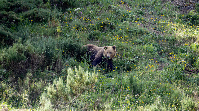 oso pardo 