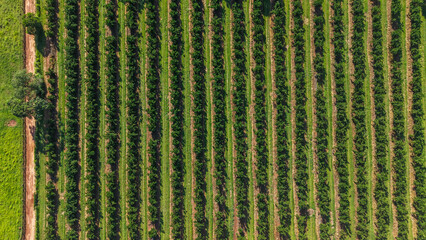 Aerial view of a lush green vineyard with rows of crops on a sunny day © Felippe Lopes