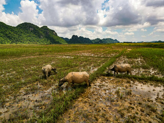 Fototapeta premium Aerial view of lush green mountains and rice fields with limestone karst in Ninh Binh Vietnam