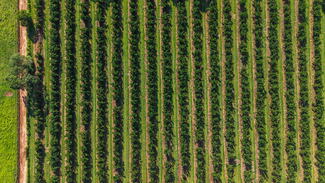 Aerial view of a lush green vineyard with rows of crops on a sunny day