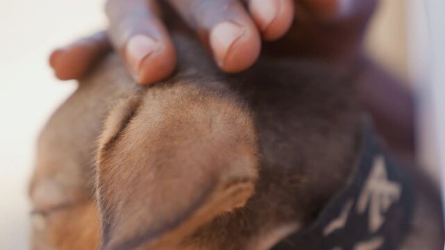 Calm dog instruction. Puppy receives gentle guidance daily. Relaxed puppy trained through patient nurturing efforts. Serene young dog learns trust and focus with gentle coaching methods