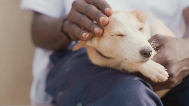Calm pet snoozes peacefully. Relaxed dog basks in gentle affection. Serene canine elegantly naps during gentle strokes. Tranquil dog rests quietly as owner lovingly pets during nap time