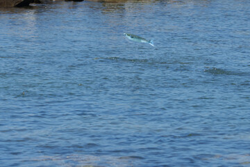 Mullet fish leaping from surface of blue water