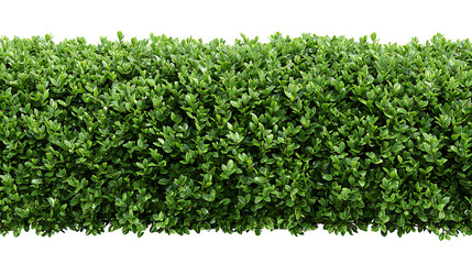 Obraz premium Green Boxwood Hedge Row on White Background bush shrub