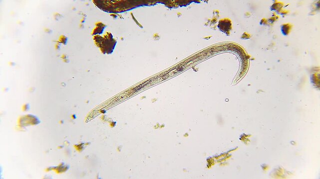 Low motility nematode around sand particles under 100x bright field microscopy. 4K scientific microscopy footage.