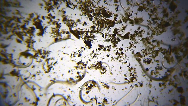 Multiple nematodes moving around sand particles under 40x bright field microscopy. 4K scientific microscopy footage.