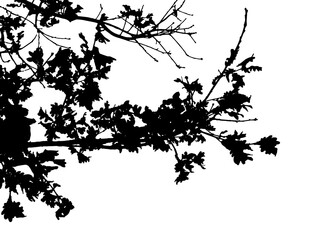 Fototapeta premium Natural oak branch silhouette isolated, black tree branch on transparent background