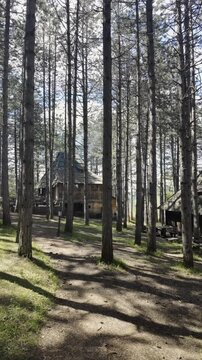 Traditional wooden houses surrounded by tall pine trees in ethno village Staro Selo in Sirogojno, Serbia. Peaceful rural landscape with forest shadows and historic architecture