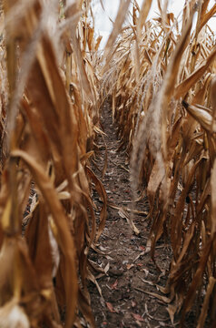 A row of corn in the fall ready for harvest. 