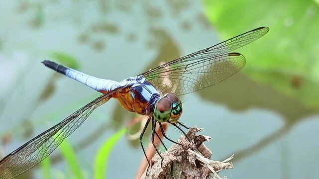 dragonfly perched on a branch from close range	