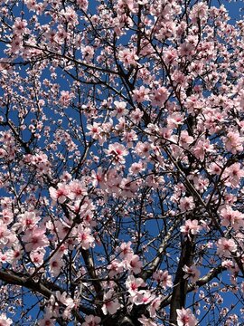 Arboleciste en flor a finales de invierno.