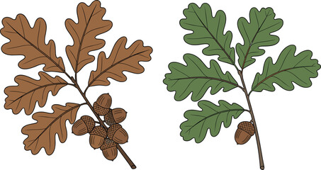 Oak leaves and acorns botanical illustration set with green and brown foliage branches in natural flat vector style for autumn and nature designs © REYAD