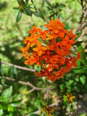 Orange-rote Bl&uuml;ten