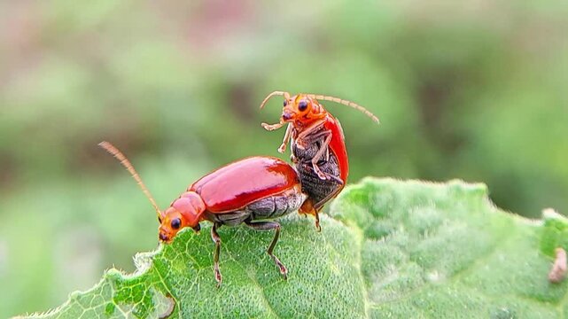 The red leaf beetle (Aulacophora femoralis), also known as the pumpkin beetle is breeding on the leaves