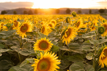 Vibrant Sunflower Field Bathed in Golden Light at Sunset