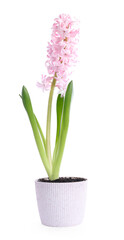 Fototapeta premium Beautiful pink hyacinth flower in pot isolated on white