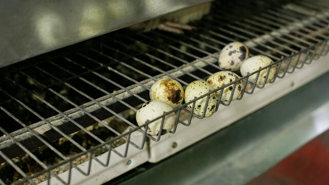 Quail eggs resting on a rustic wire shelf, evoking Easter's hidden treasures and the tranquil Japanese festival Tsukimi