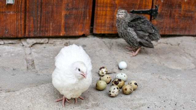Two quails ponder life's mysteries beside speckled eggs, symbolizing Imbolc renewal and quirky spring equinox celebrations