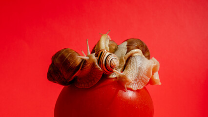 Whimsical snail ballet atop ripe red tomato, evoking La Tomatina and Slow Living Movement with spiraling, shell-clad elegance © fotoworld