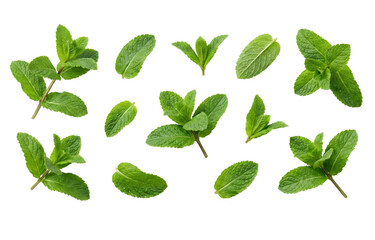 Collection of fresh green mint leaves and sprigs in various sizes and shapes isolated on transparent background