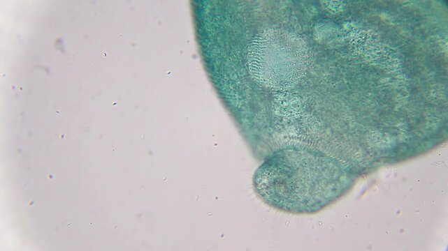 Stentor ciliate showing contractile vacuole and cilia under 400x bright field microscopy. 4K scientific microscopy footage.