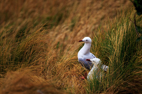 Red Billed Gulls Standing in Grassland Habitat in New Zealand