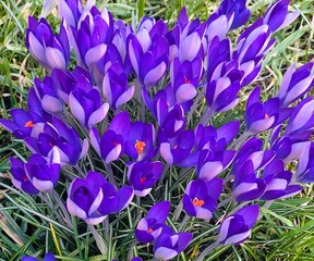 purple crocus flowers
