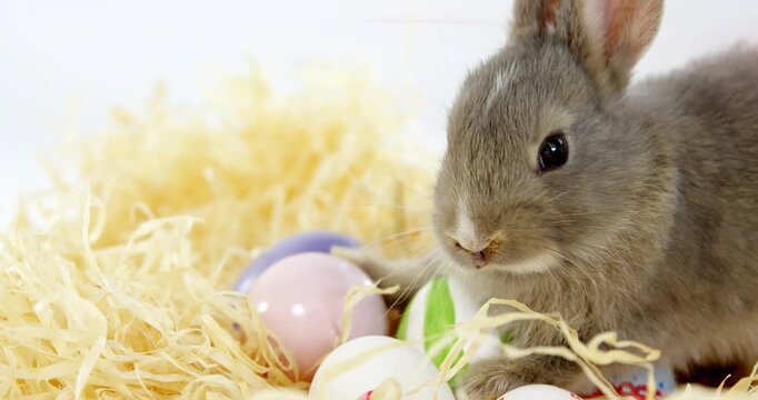 Small greybrown rabbit spotting pastel eggs exploring nest sniffing and nibbling straw in studio