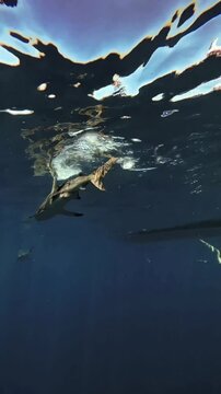 Sharks passing by - Protea Banks, South Africa - Shark Diving 