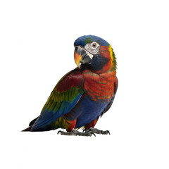 Fototapeta premium A colorful parrot with blue, green, red, and yellow feathers isolated on transparent background