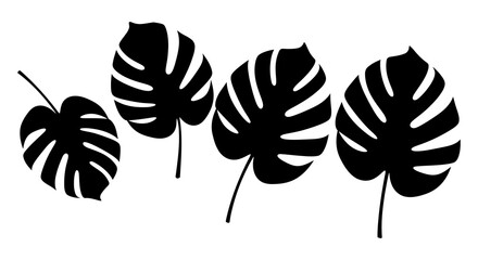 Black monstera leaves arranged in a simple graphic botanical illustration © arfanah02