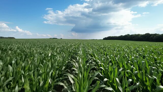 Vast green cornfield under blue sky. Rows of corn plants grow healthy in sunlight. Agricultural landscape showcases modern farming techniques. Beautiful summer day enhances growth.