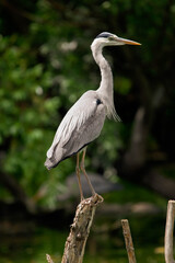 Obraz premium Grey Heron Perched on Branch – Elegant Water Bird in Natural Green Background