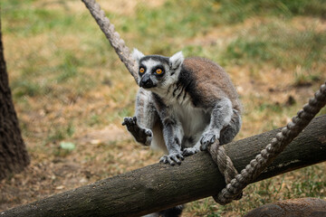Obraz premium Ring-Tailed Lemur Sitting on Wooden Log – Curious Primate Portrait in Natural Setting