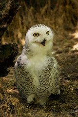 Fototapeta premium Snowy Owl Close-Up with Piercing Yellow Eyes – Majestic White Bird Portrait in Natural Habitat