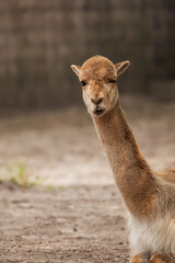 Obraz premium Alpaca Portrait with Soft Background – Close-Up of Brown and White Farm Animal