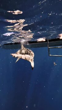 Sharks in the water 