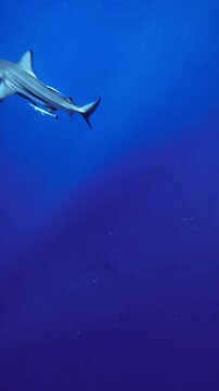 school of fish