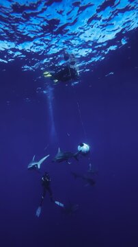 shark and diver