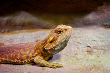 A central bearded dragon (Pogona vitticeps) Lizard