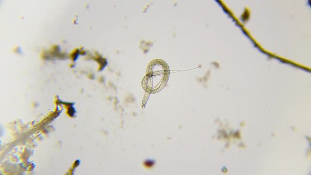 Nematode exhibiting bending and coiling locomotion around sand particles under 100x bright field microscopy. 4K scientific microscopy footage.