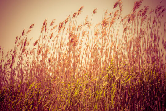 Golden grasses blowing in soft warm light